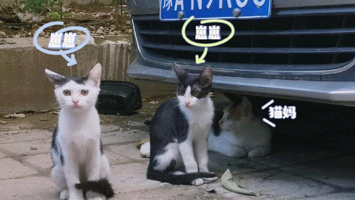 又一个案子解决了得奖猫咪怎么过？得奖猫咪在哪里可以找到？