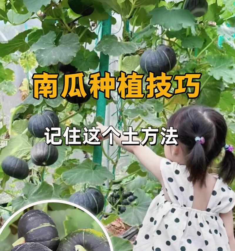 我的世界南瓜种植技巧有哪些？种植后如何管理？
