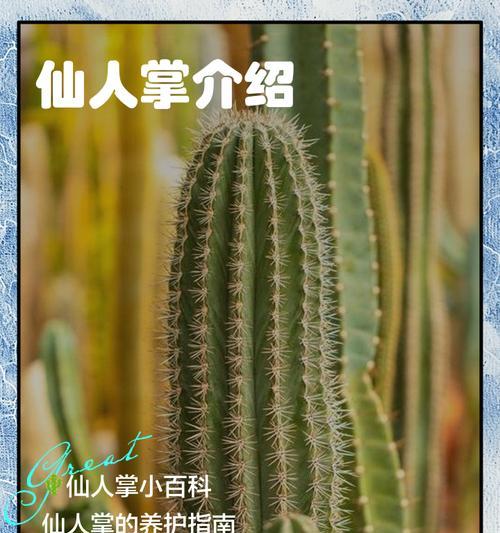 探秘我的世界仙人掌的作用（解密仙人掌背后的秘密）